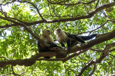 Capuchin Monkey Ricron NP 2024